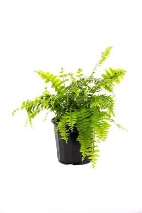 B07f232r8p American Plant Exchange Macho Giant Sword Fern 6-inch Pot Live Hardy A