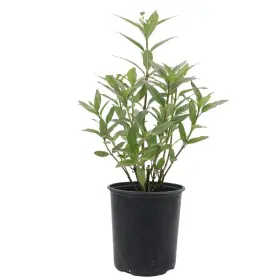 B08gv3f71d American Plant Exchange Live Milkweed Host For Monarch Butterflies