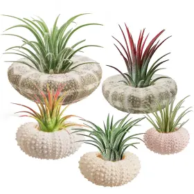 B08y6tl6vt Anphsin 5 Pack Mini Sea Urchin Shell Air Plant Holders - 1.4-3.7 Inch Coastal Decor