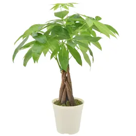 B0blt8yxmq Arcadia Garden Products Live Braided Money Tree Pachira Aquatica Indoor Houseplant In Pot