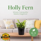 American Plant Exchange Holly Fern, 6-INCH Pot Live Shade. Price: $44.99.
