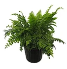 American Plant Exchange Macho Fern 'giant Sword' 10-INCH Pot Live Air Purify. Price: $70.89.