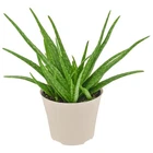 Arcadia Aloe Vera Succulent Live - Easy Care Indoor Houseplant Pot. Price: $41.94.