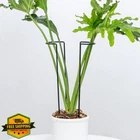 Goooxim 10 Pack Large Iron Monstera Trellis 15.5" Stakes New. Price: $84.59.