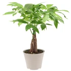 LV64 Live Braided Money Tree Pachira Aquatica Indoor Houseplant Arcadia Garden New. Price: $59.74.