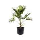 American Plant Exchange Live Windmill Palm Tree, Chusan Pot .... Price: $87.24.