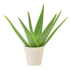 Live Aloe Vera Succulent 4 Inch Indoor Houseplant Air Purifying Pot Arcadia Easy New. Price: $28.99.