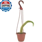 Arcadia Live Monkey Tail Cactus Indoor Houseplant Hanging Pot. Price: $37.10.