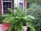 American Plant Exchange Macho Giant Sword Fern 6" Pot Live Indoor Outdoor. Price: $44.99.