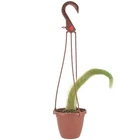 Arcadia Live Monkey Tail Cactus Indoor Houseplant Hanging Plastic Pot. Price: $38.25.
