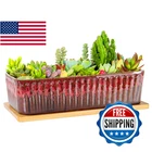 Succulent Pots - 12 Inch Large Planters With Drainage Tray, Window Sil New. Price: $48.10.