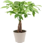 LV64 Live Braided Money Tree Pachira Aquatica Indoor Houseplant Arcadia Garde. Price: $52.11.