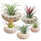 5 Pack Mini Sea Urchin Shell Air Plant Holders 1.4-3.7" Coastal Decor New. Price: $27.18.
