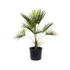 American Plant Exchange Windmill Palm Tree 10-INCH With Pot Liv. New. Price: $85.99.