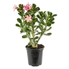 American Exchange Live Single Bloom Desert Rose Plant, Indoor With New. Price: $58.71.